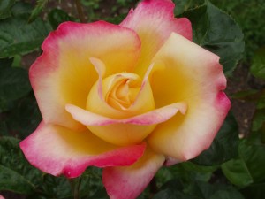 LOVE AND PEACE (hybrid tea)